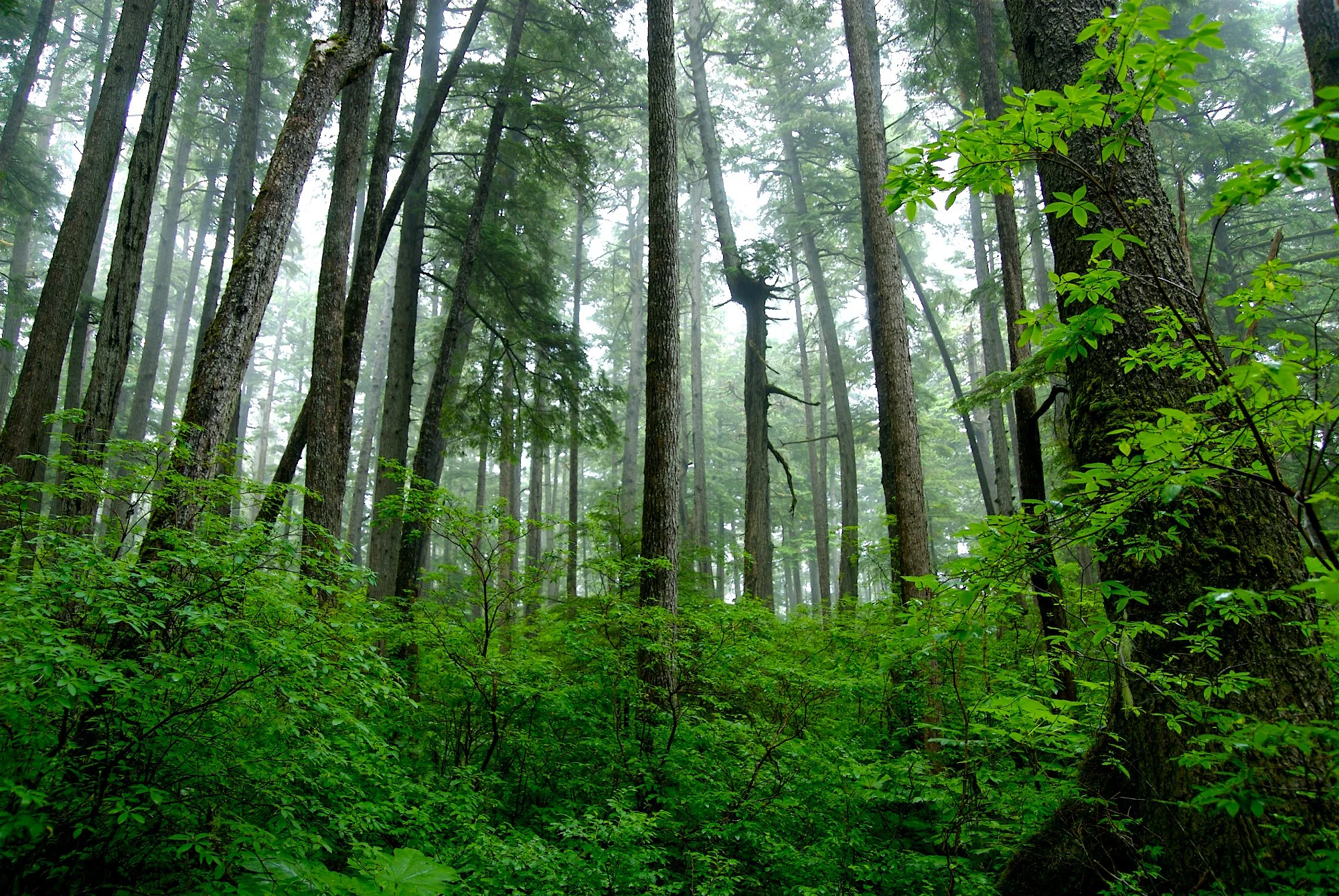 Alaska Forest.jpg