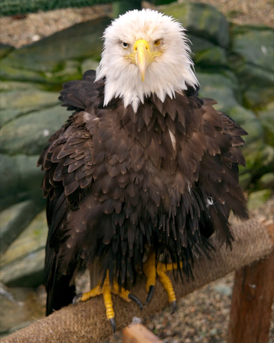 Bald Eagle.jpg