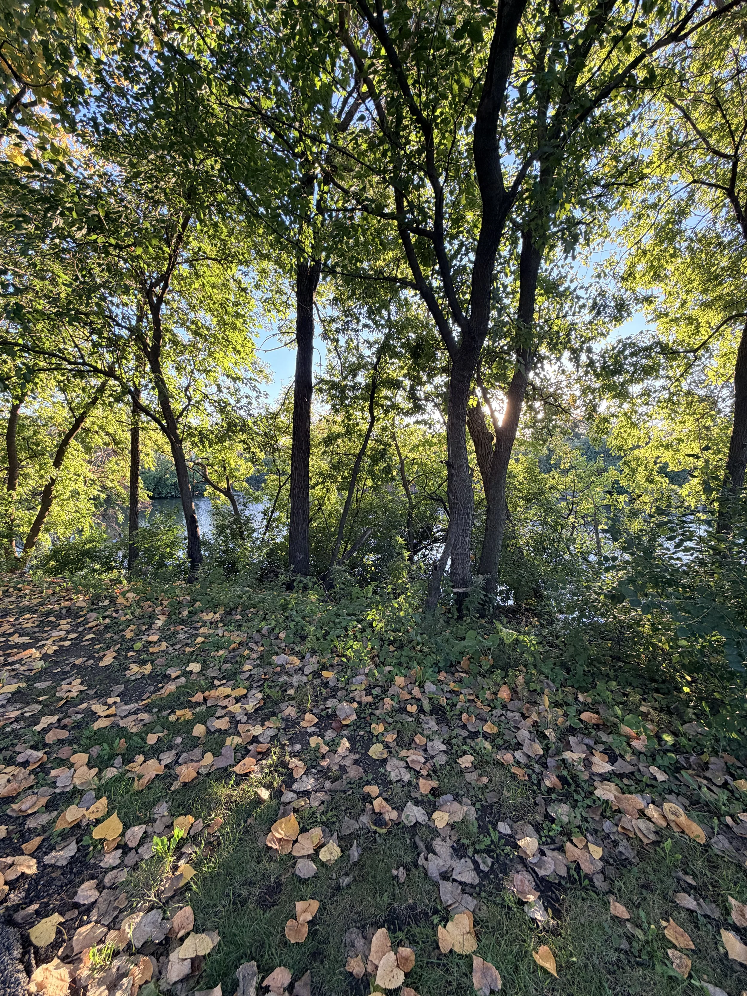 Fall leaves changing like old habits.