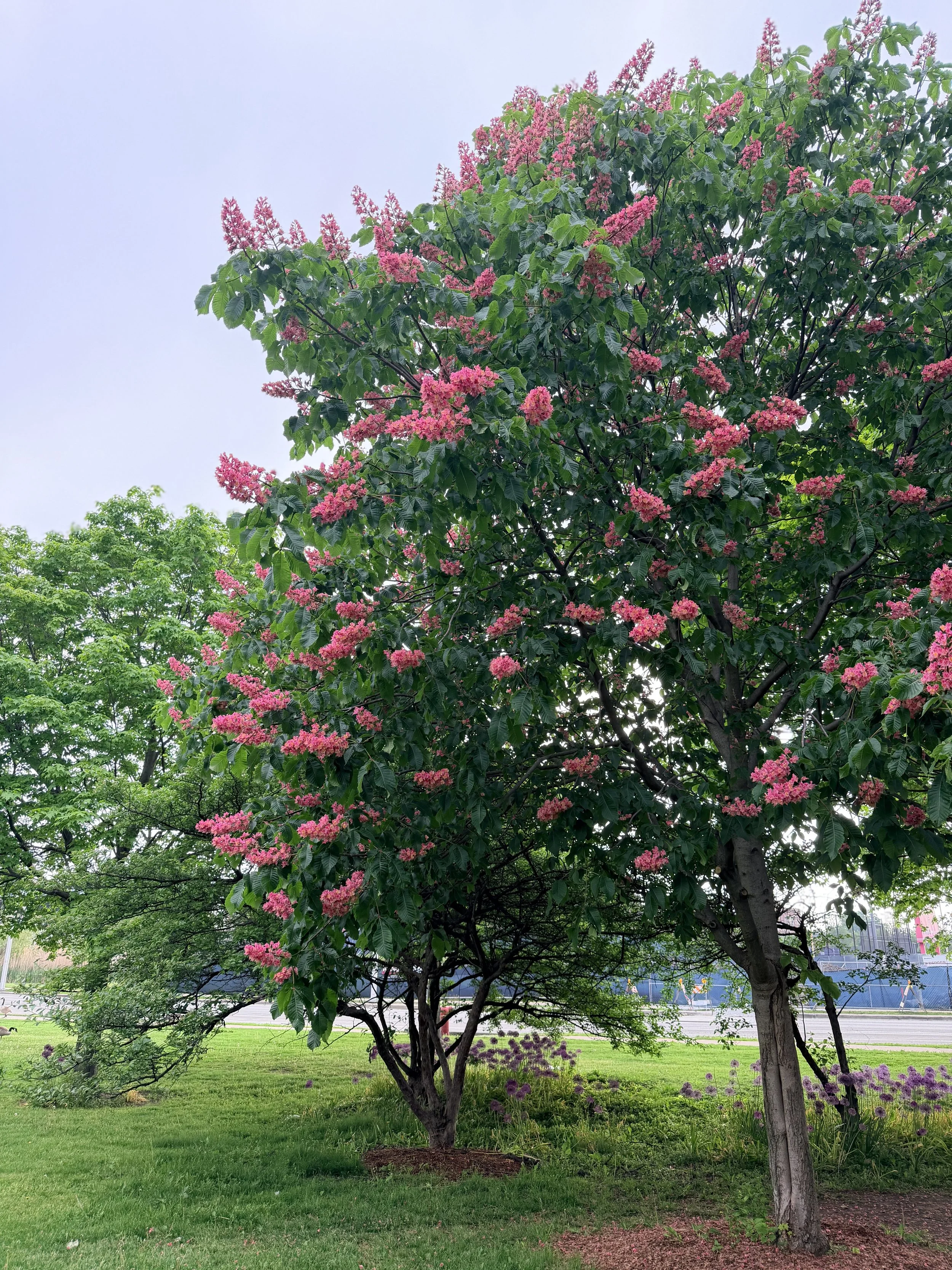 Blooming tree on the river walk by Avondale therapy office signifying personal growth.