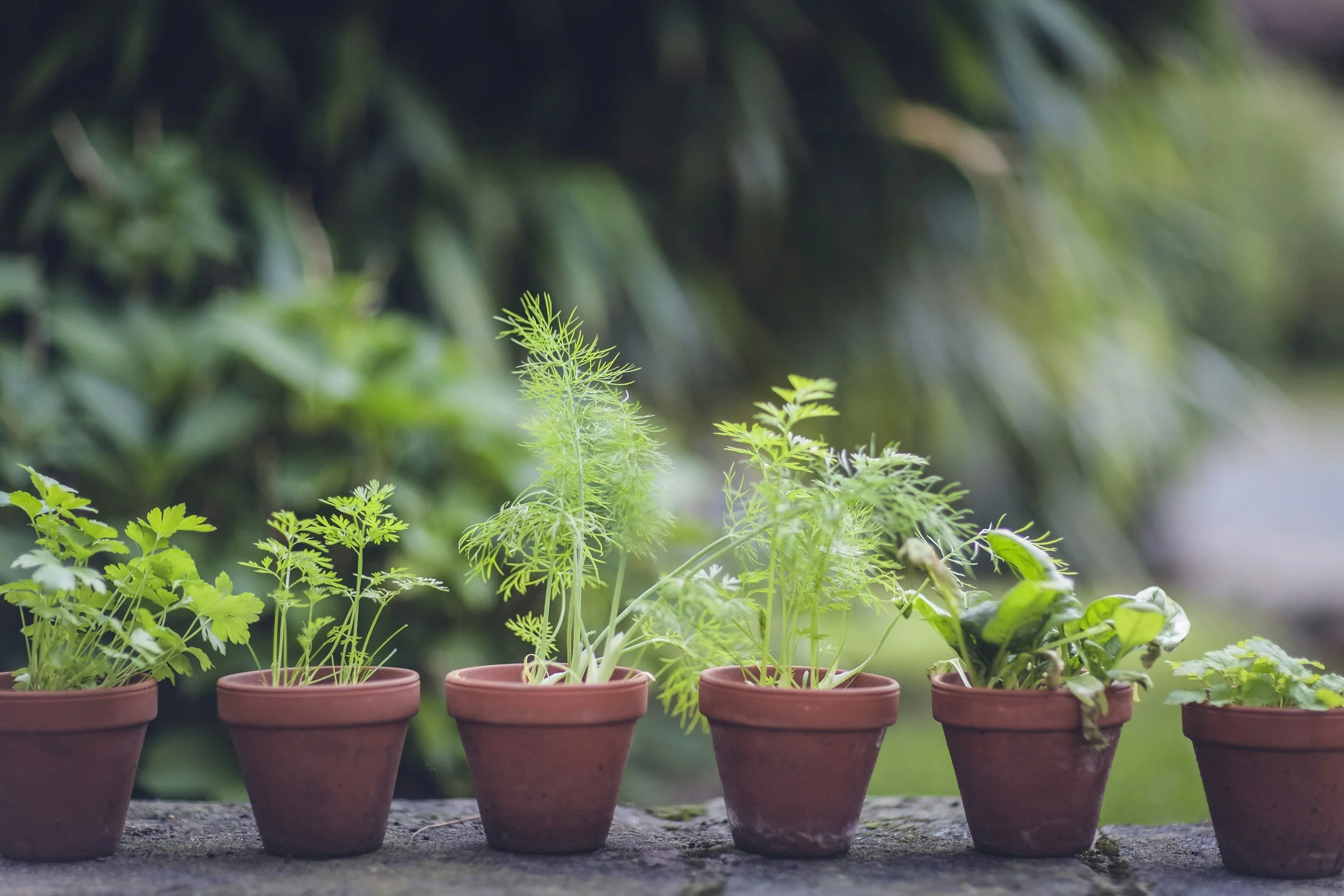 Plants symbolizing personal growth and therapy supporting change