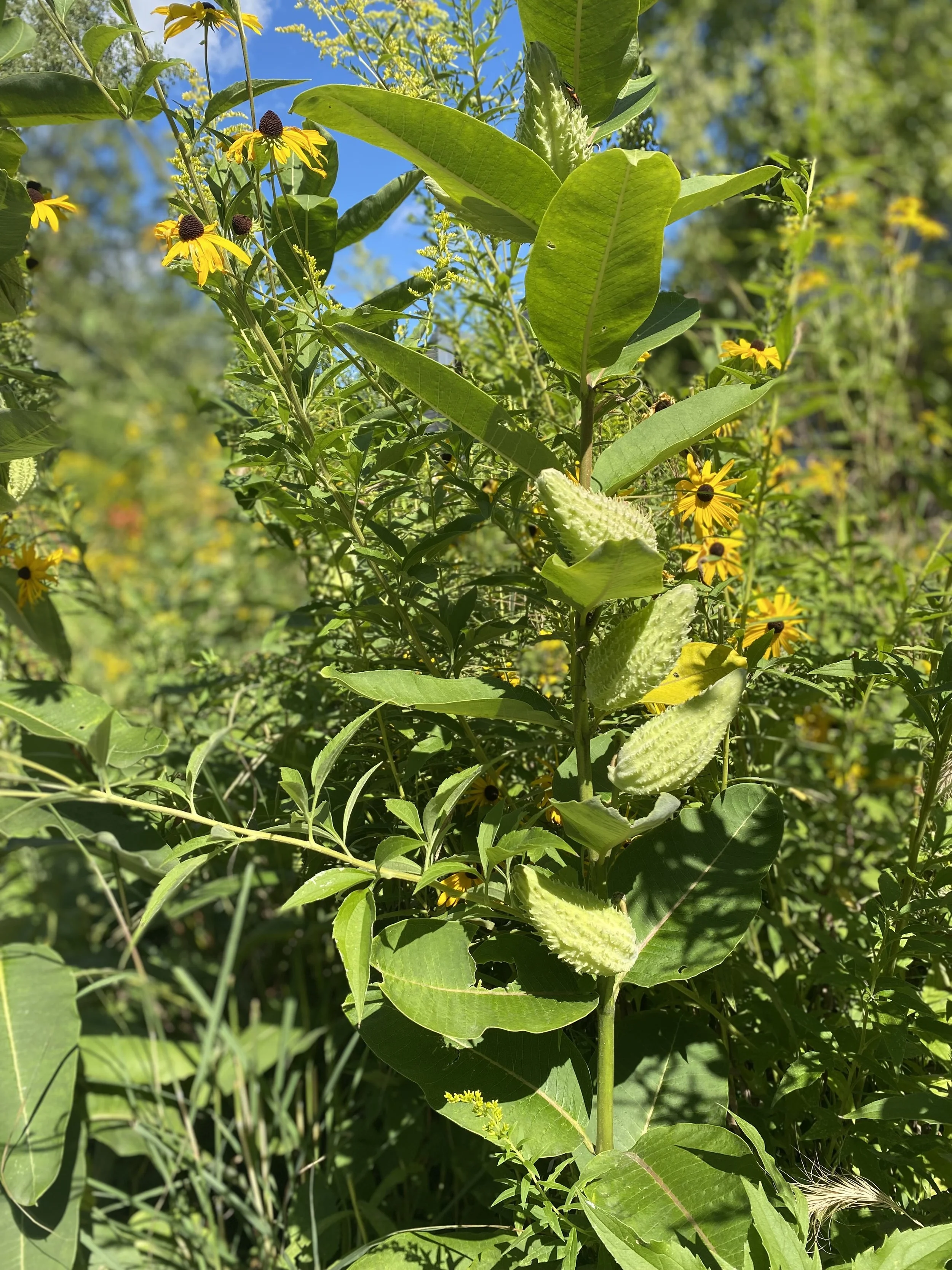 Wildflowers on the river walk by Avondale therapy office signifying personal growth.