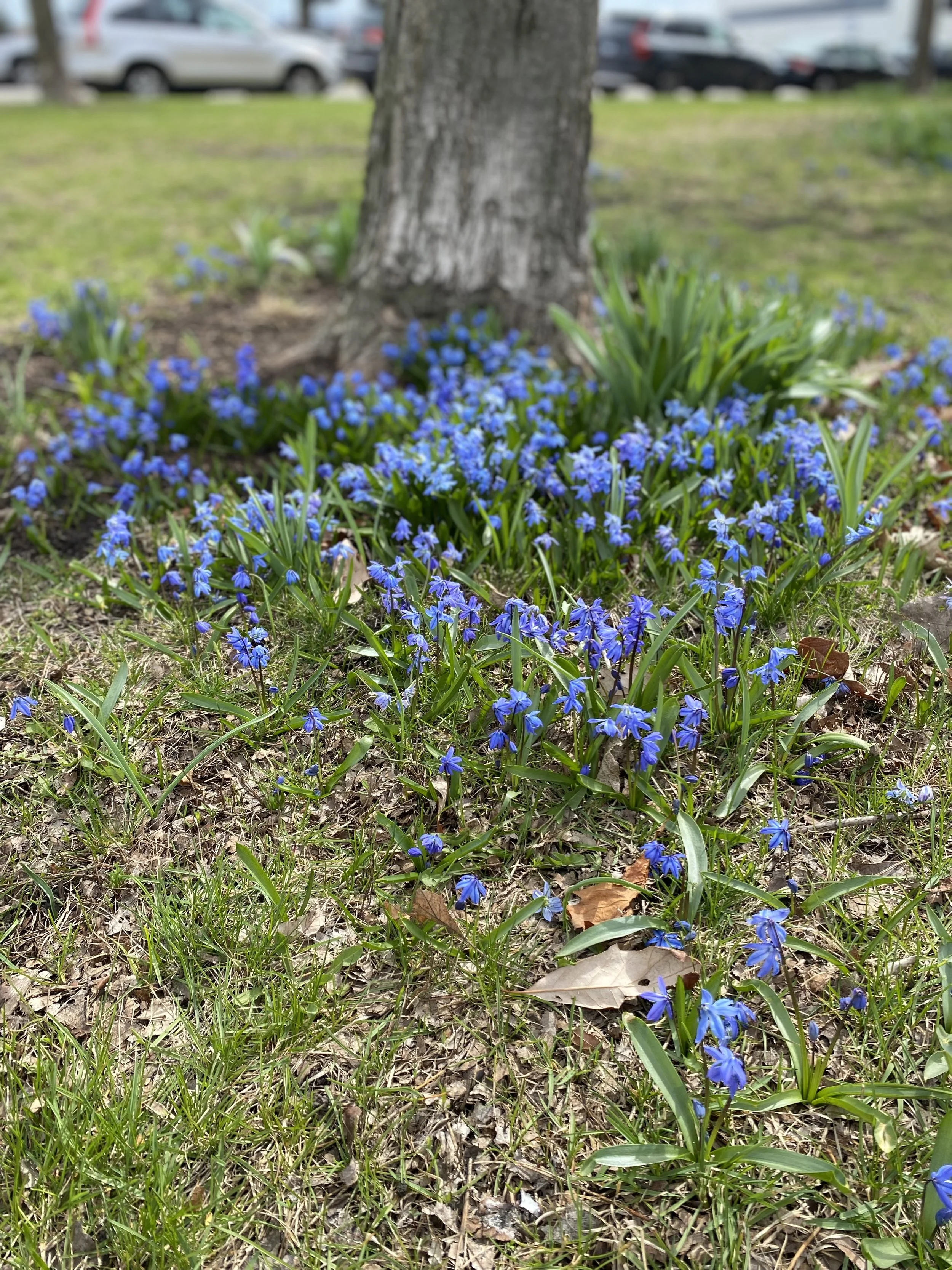 Blooming flowers on the river walk by Avondale therapy office signifying personal growth.