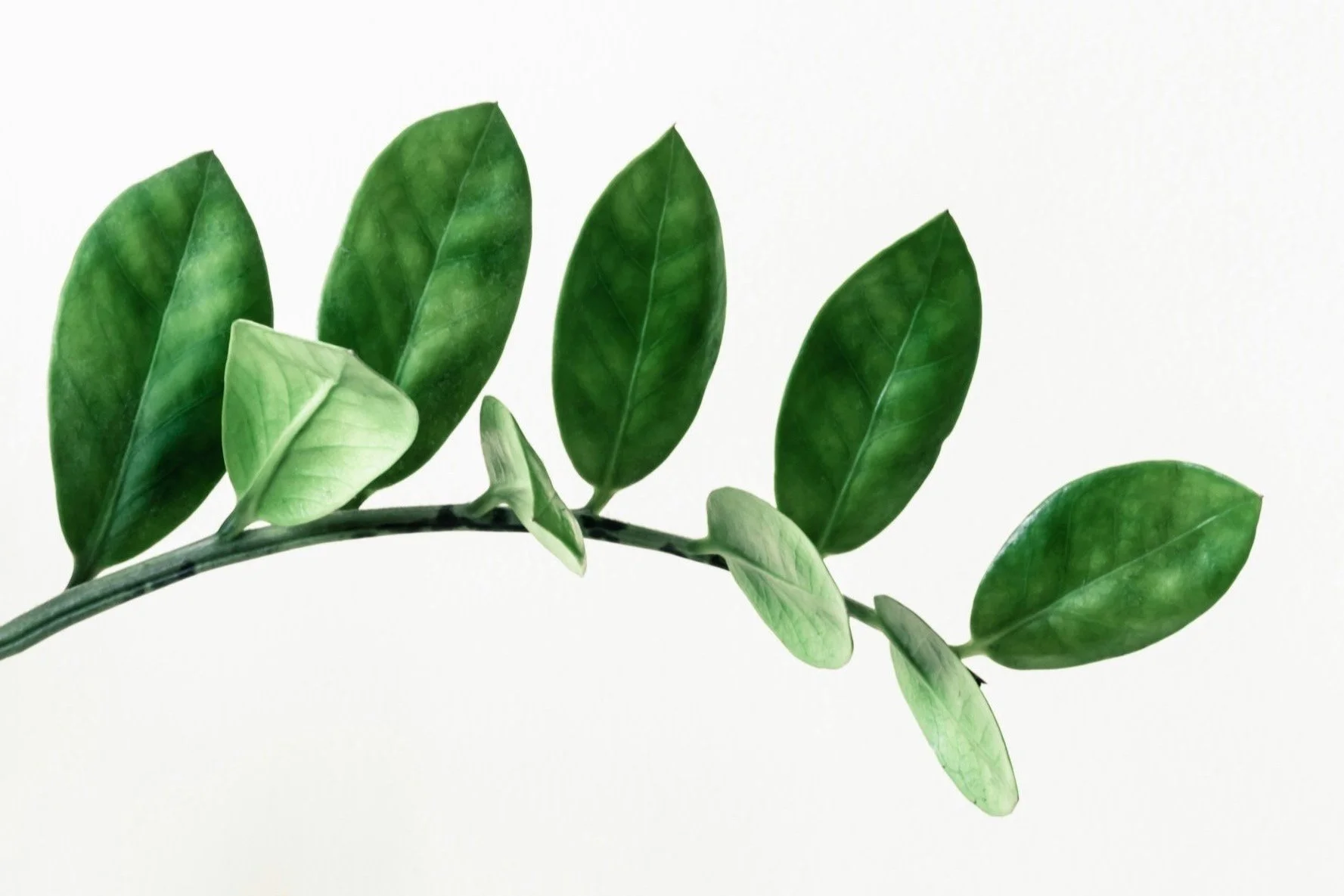 Plant symbolizing sustainable change and thriving after therapy