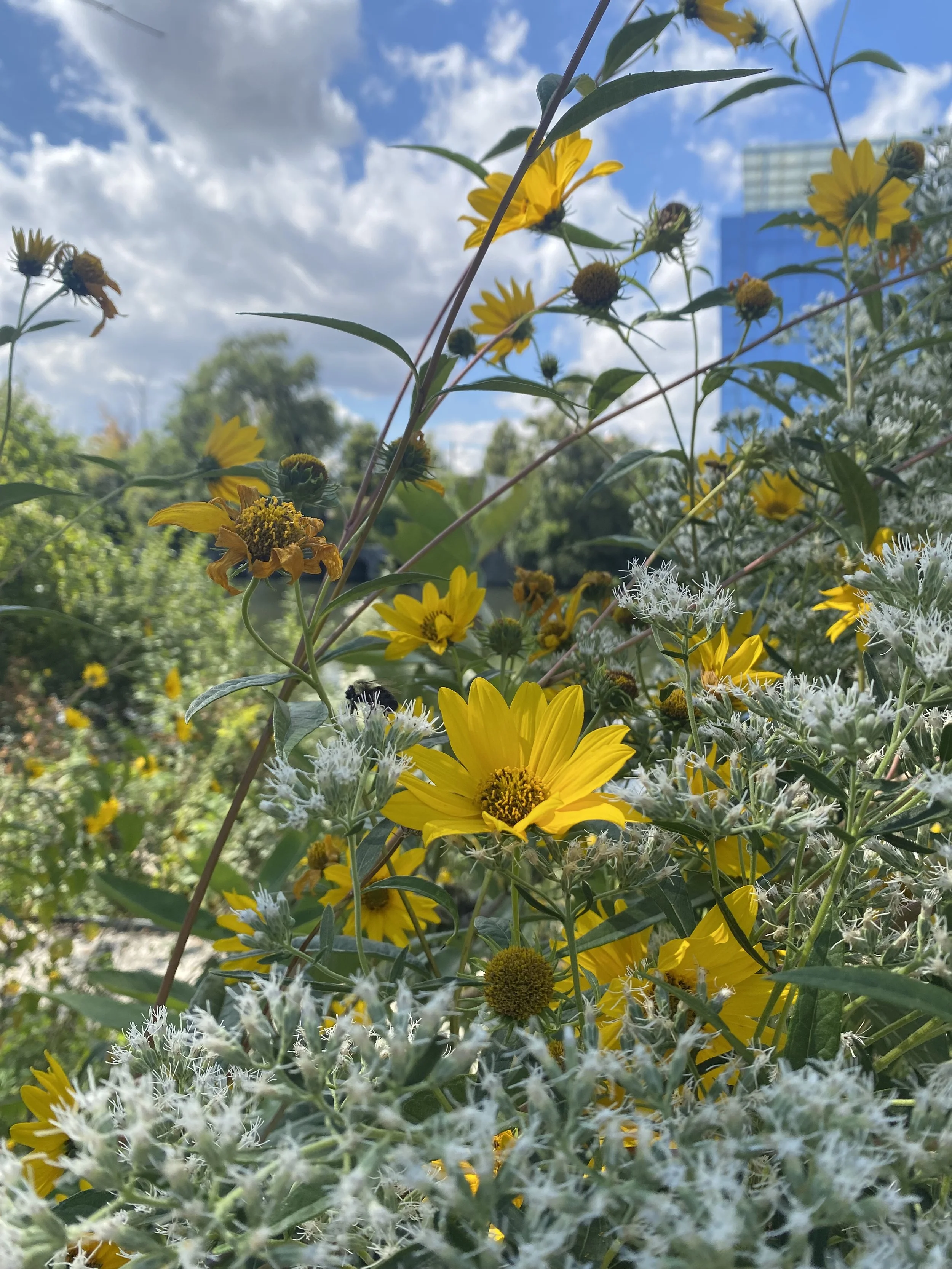 Wildflowers on the river walk by Avondale therapy office signifying personal growth.