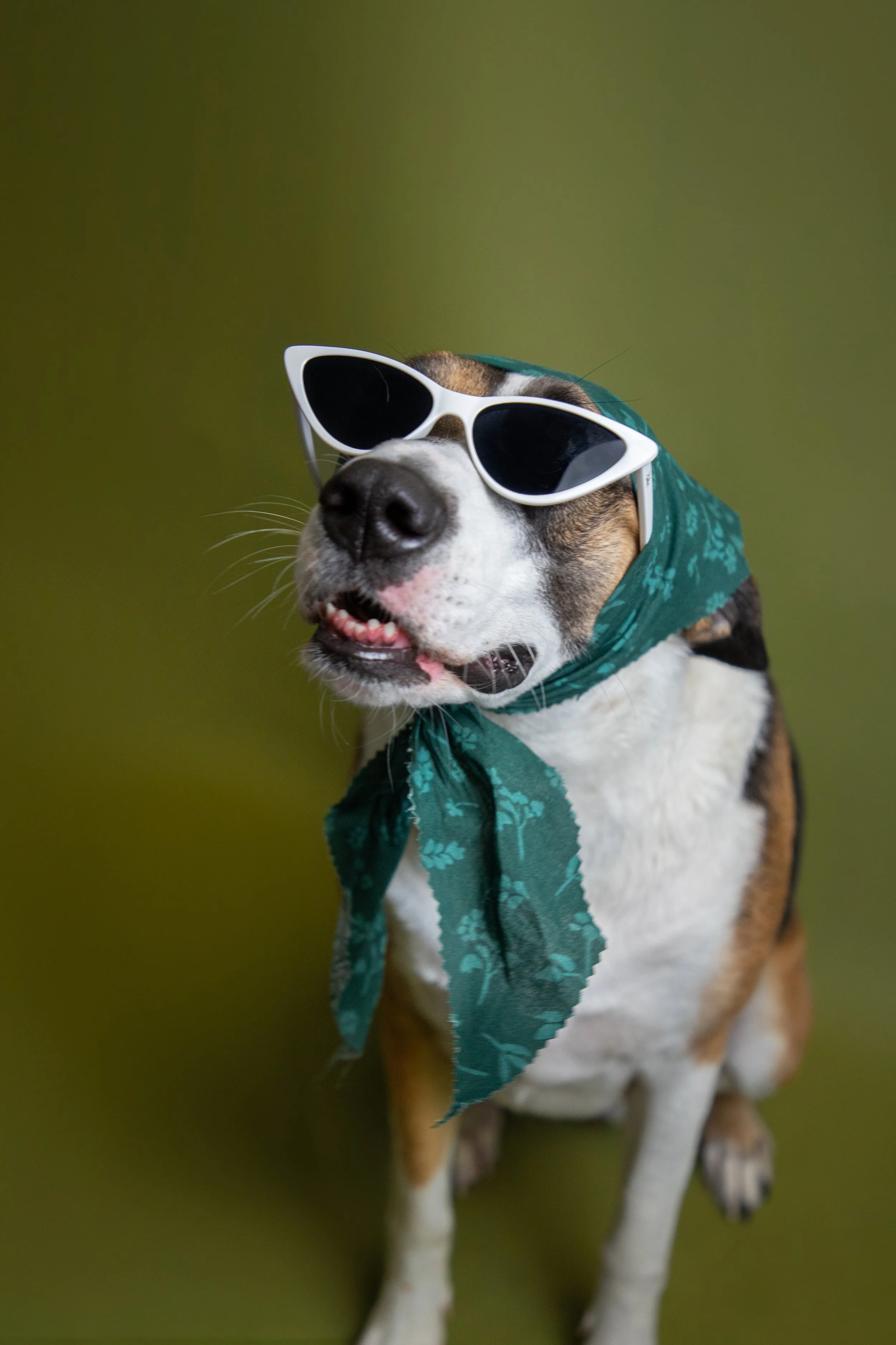 Fur Seasons Dog Spa