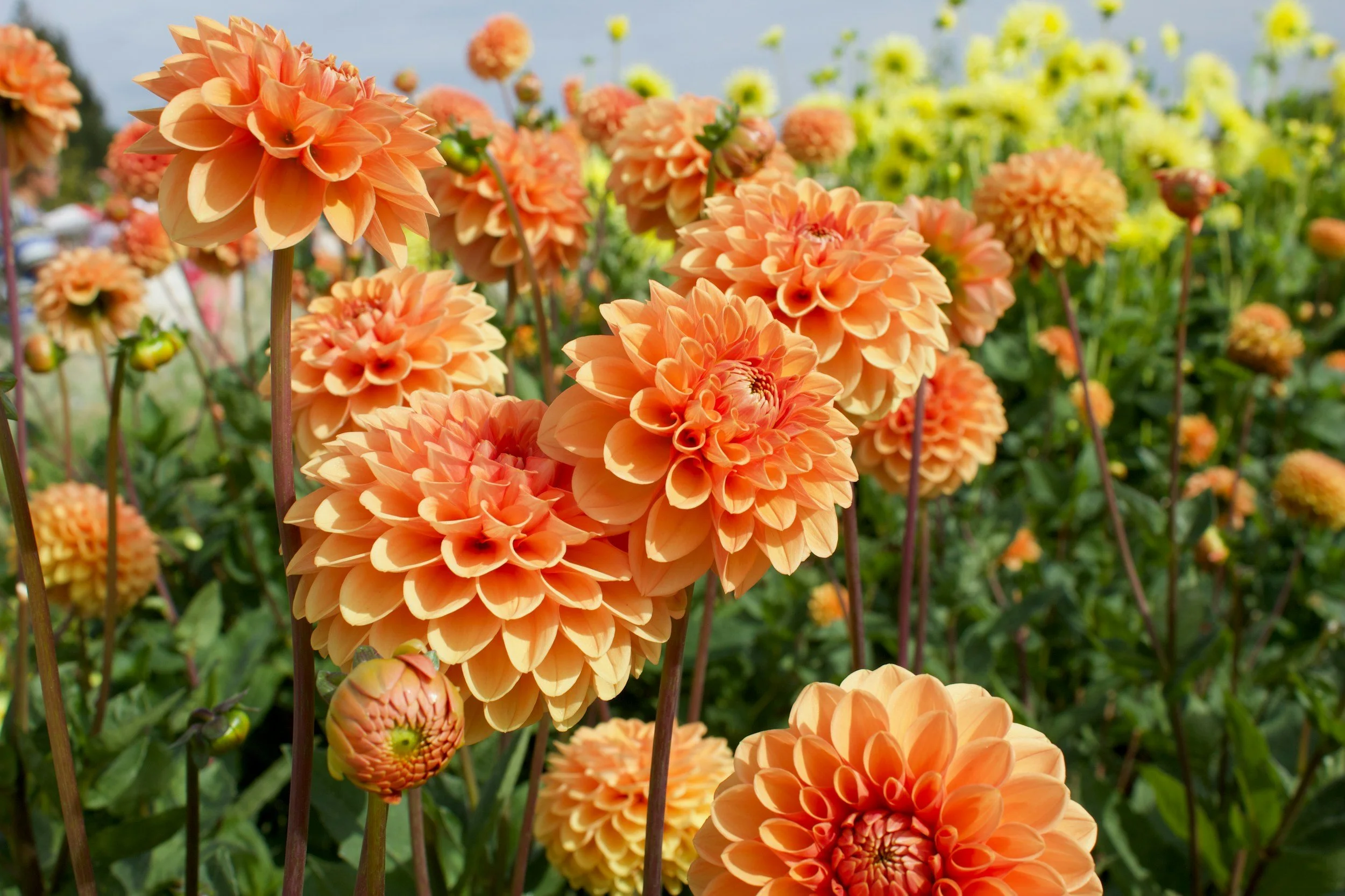 Pick Your Own Flowers