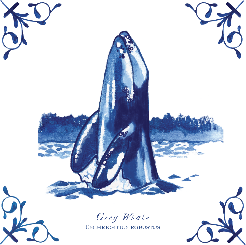 Grey Whale 4X4 Tile with Scientific Name