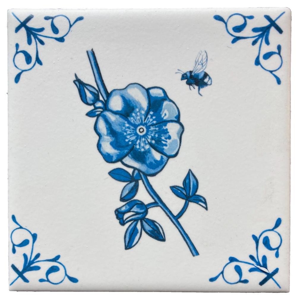 Nootka Rose 4X4 Tile