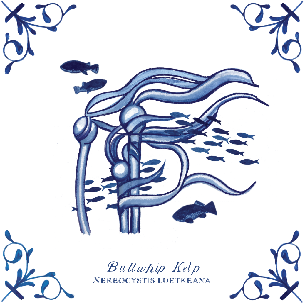Bullwhip Kelp 4X4 Tile with Scientific Name