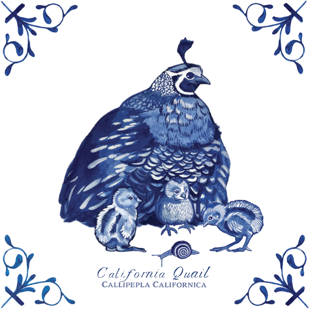 California Quail 4X4 Tile with Scientific Name