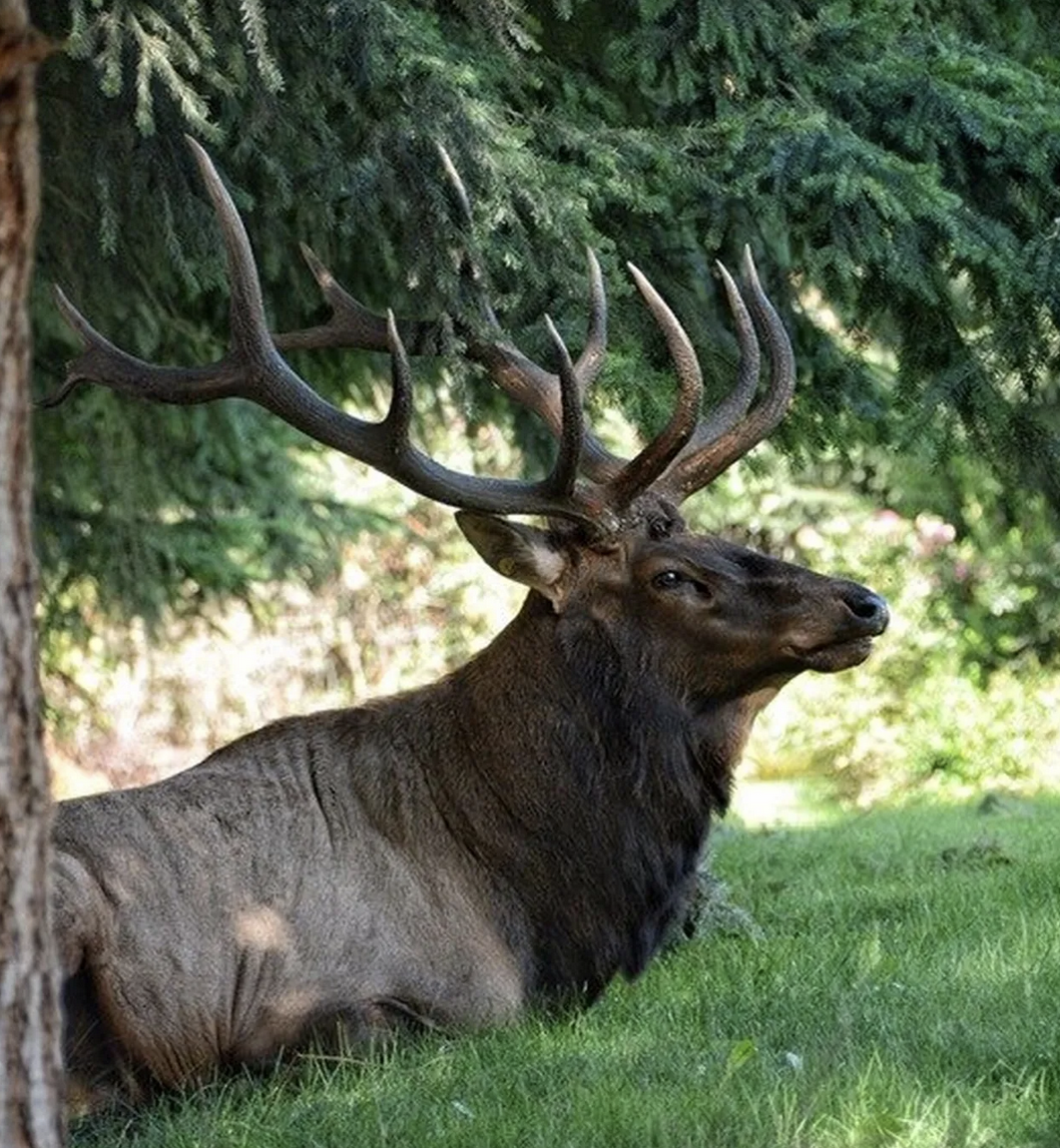 Bruiser, Whidbey’s Lone Elk