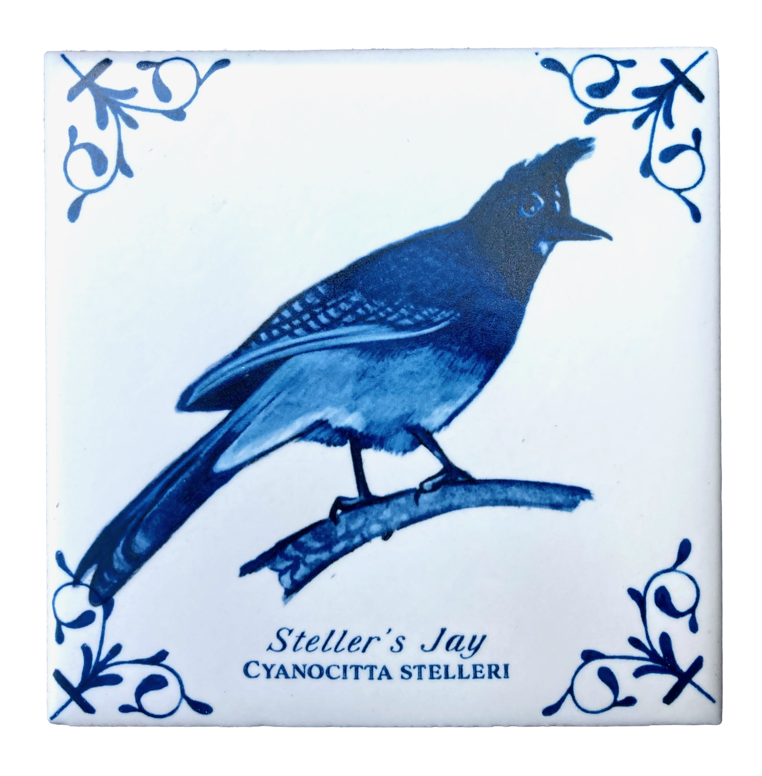 Steller's Jay plus words 4X4 Tile