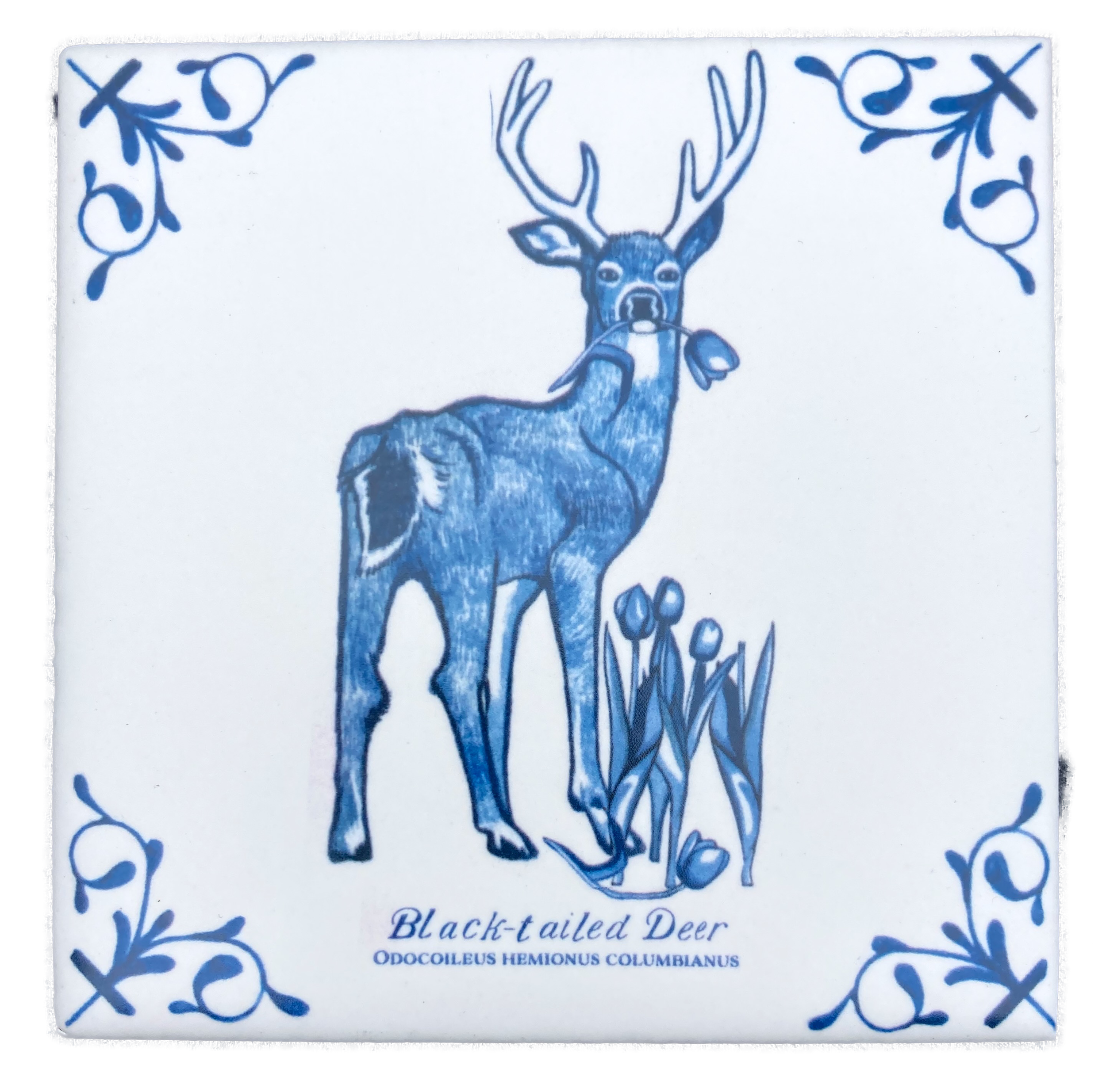 Black-tailed Deer plus words 4X4 Tile
