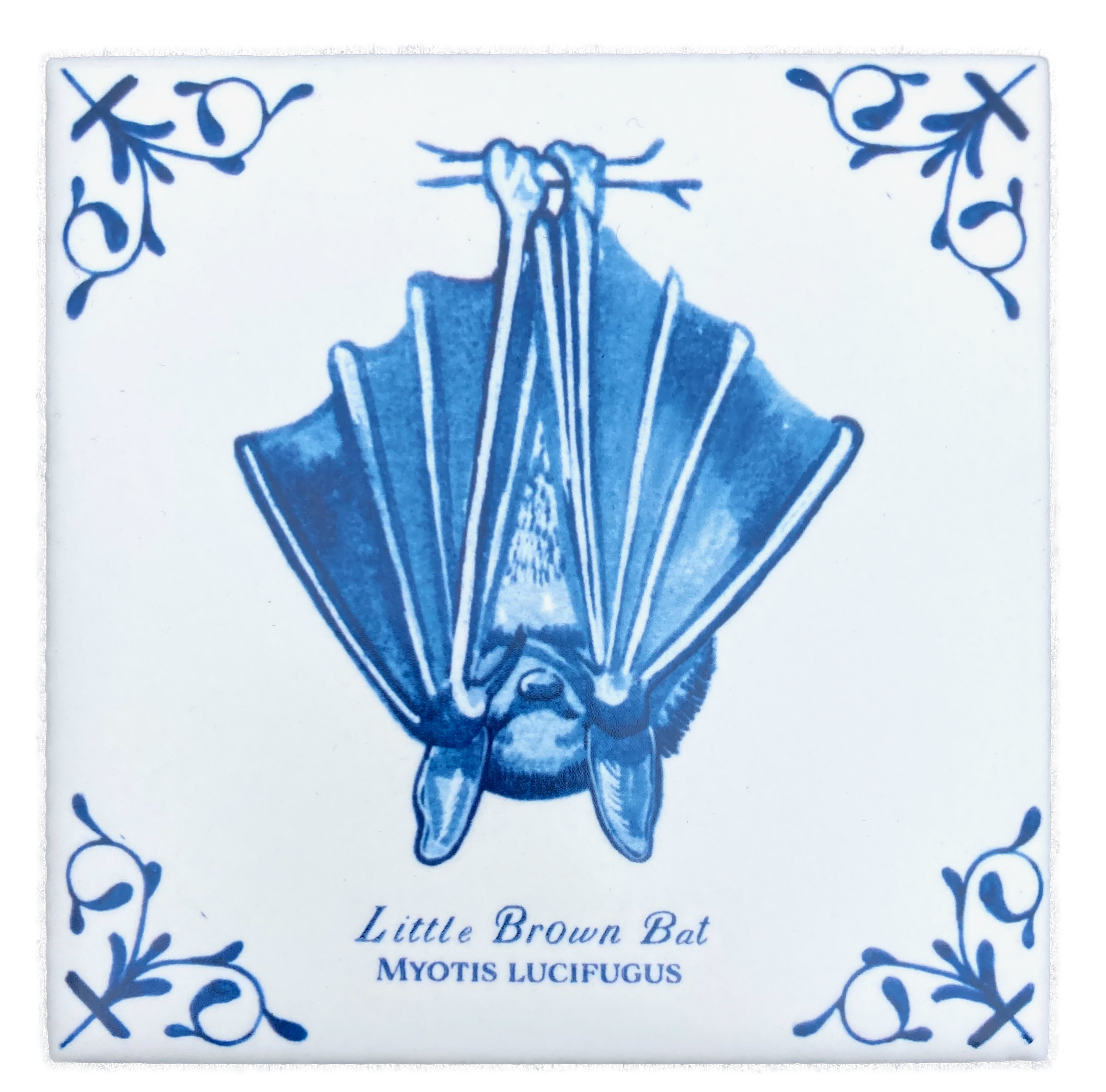 Little Brown Bat plus words 4X4 Tile