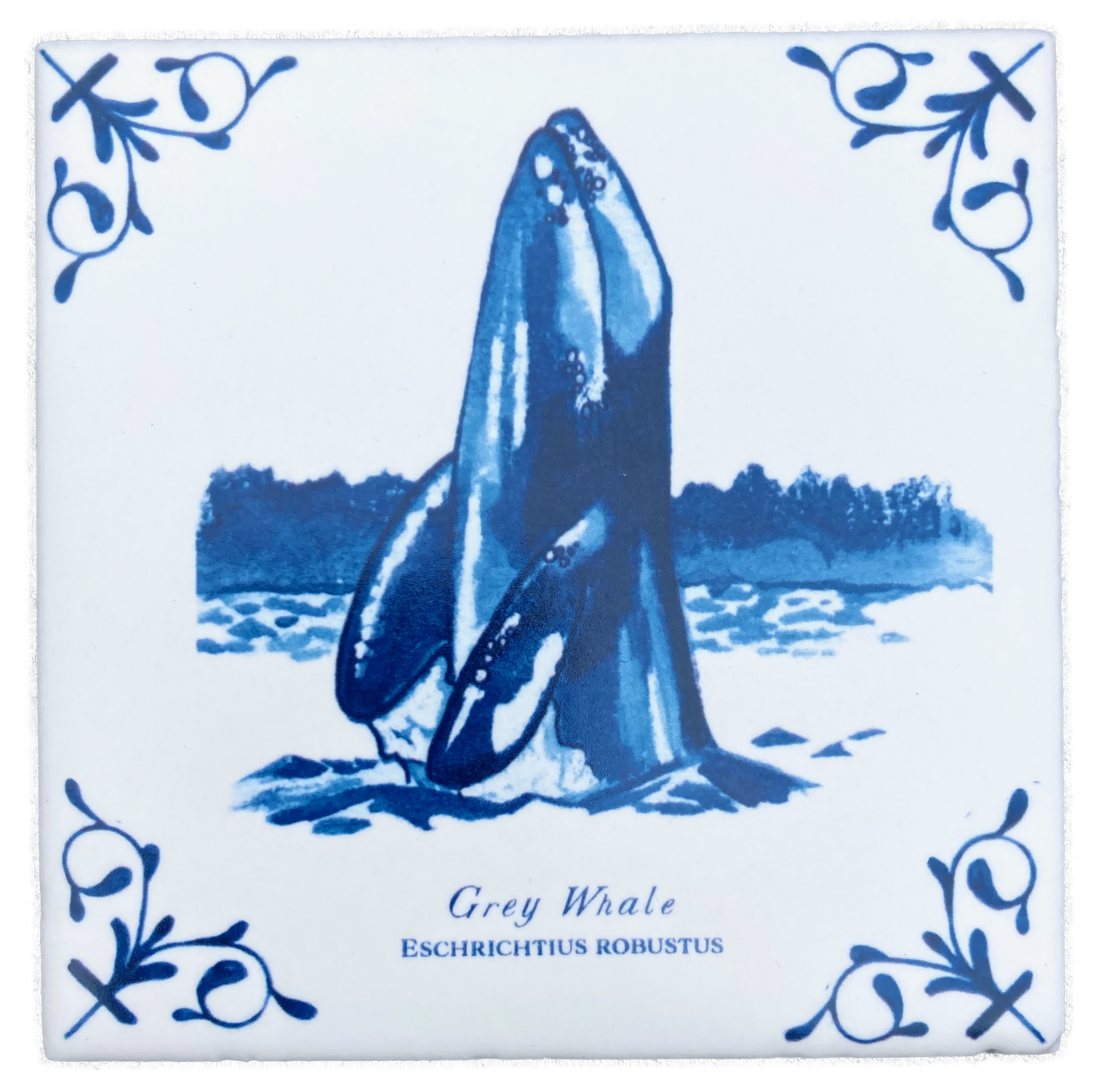 Grey Whale plus words 4X4 Tile