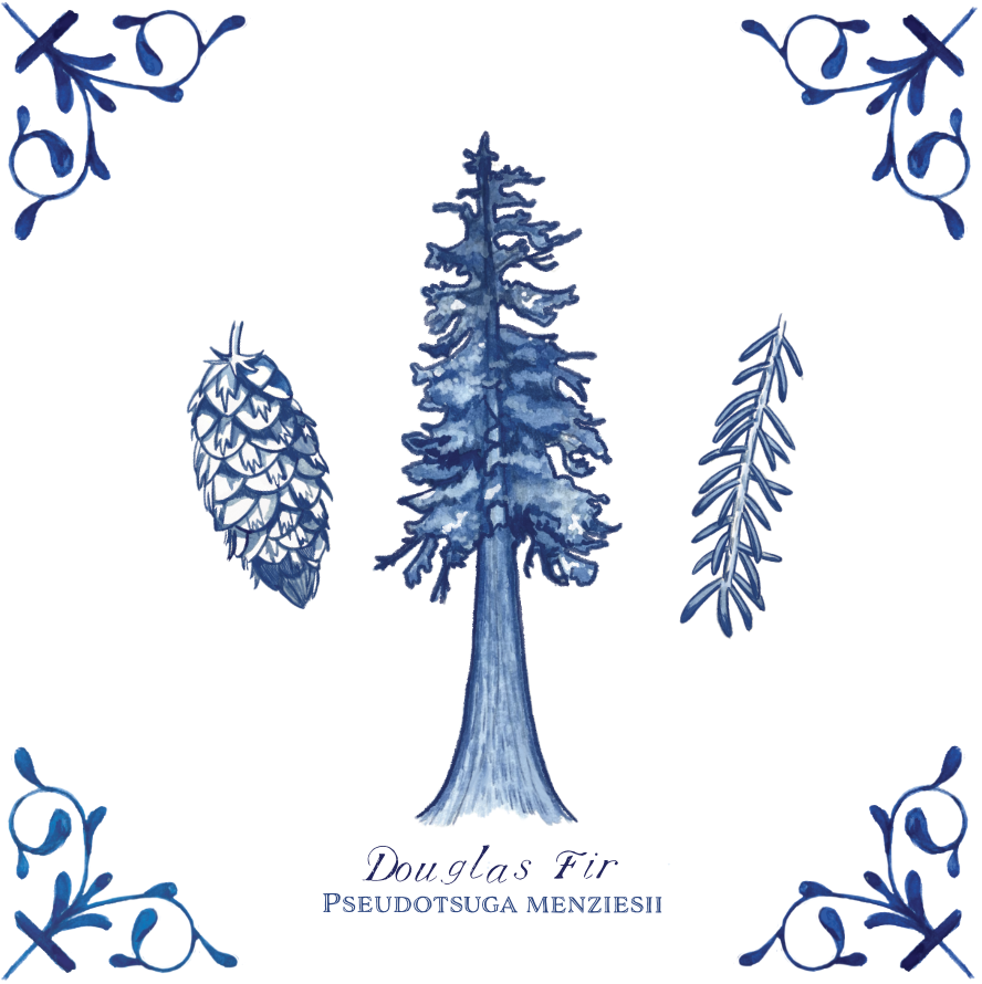 Douglas Fir 4X4 Tile with Scientific Name