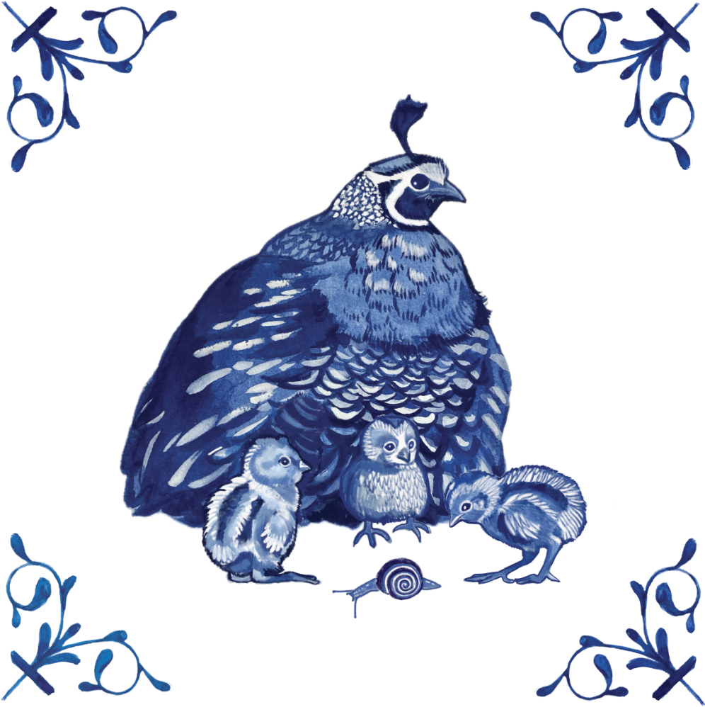 California Quail 4X4 Tile