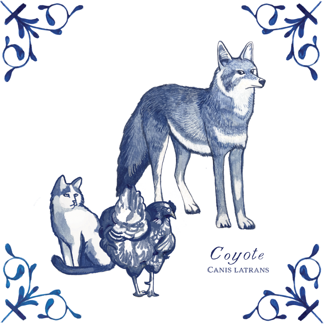 Coyote 4X4 Tile with Scientific Name