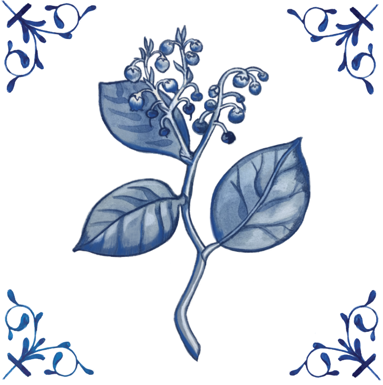 Salal 4X4 Tile