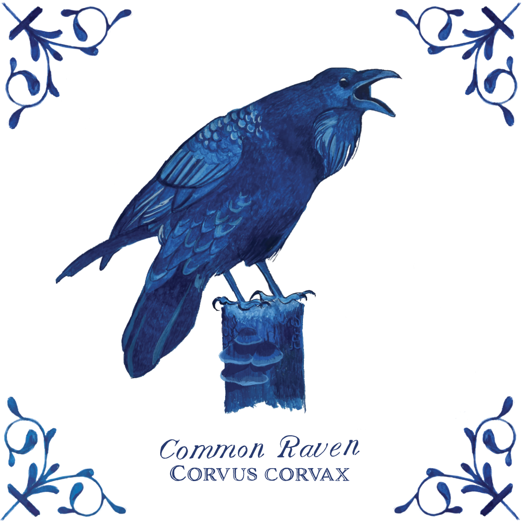 Common Raven 4X4 Tile with Scientific Name