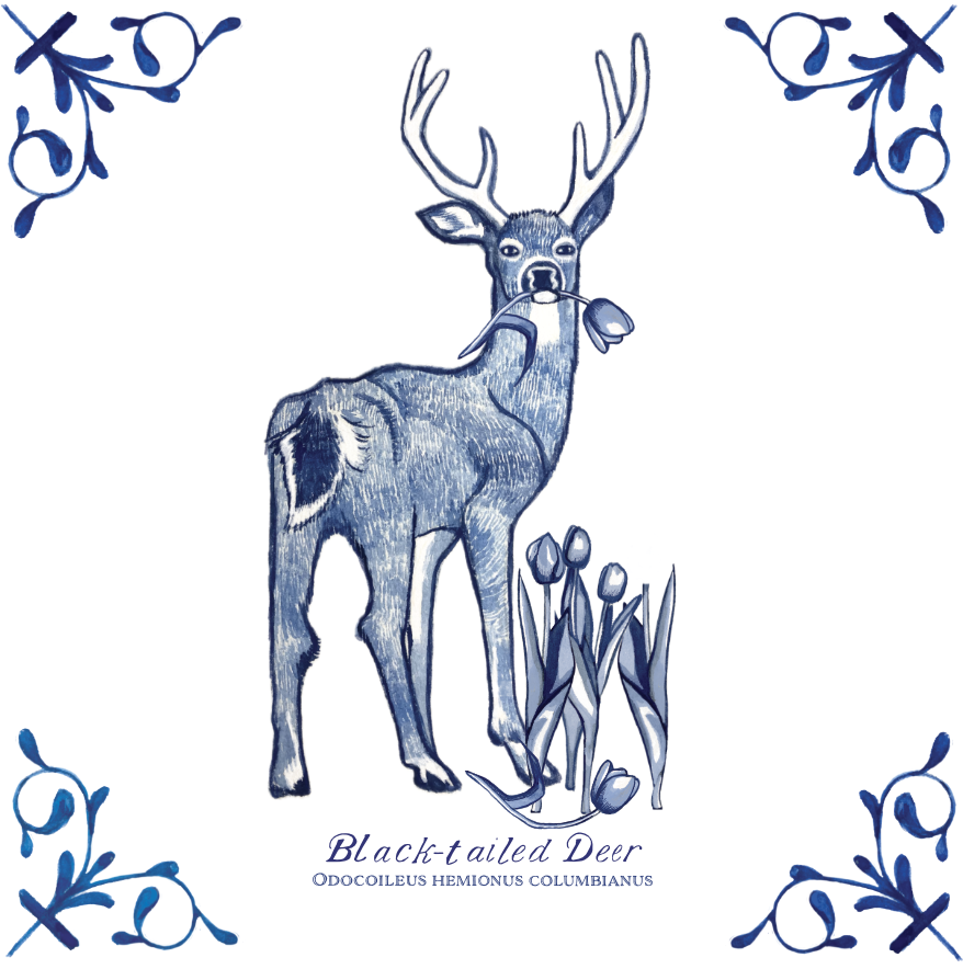 Black Tailed Deer 4X4 Tile with Scientific Name