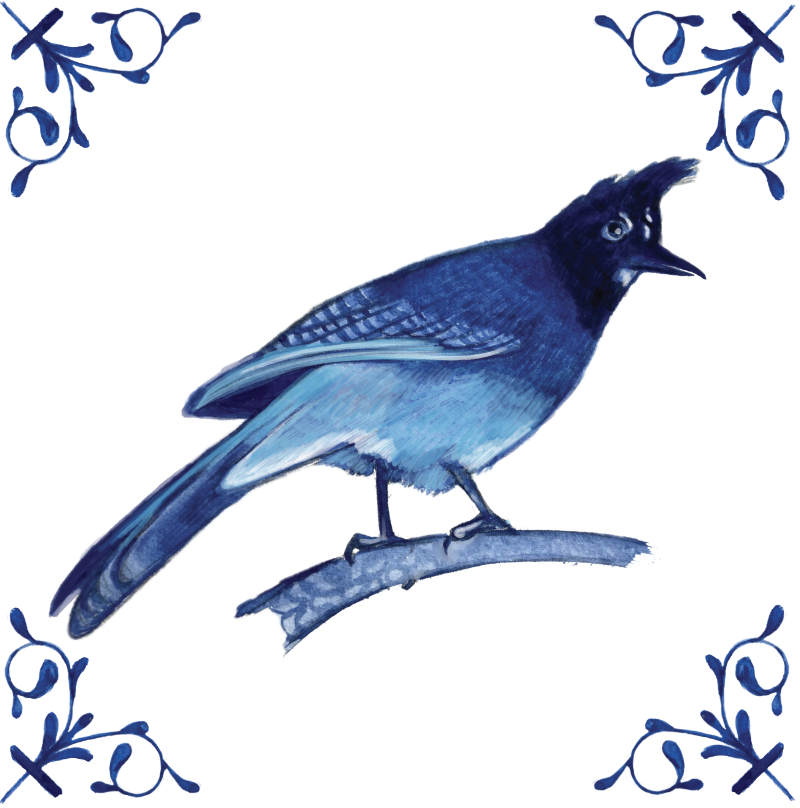 Steller's Jay 4X4 Tile