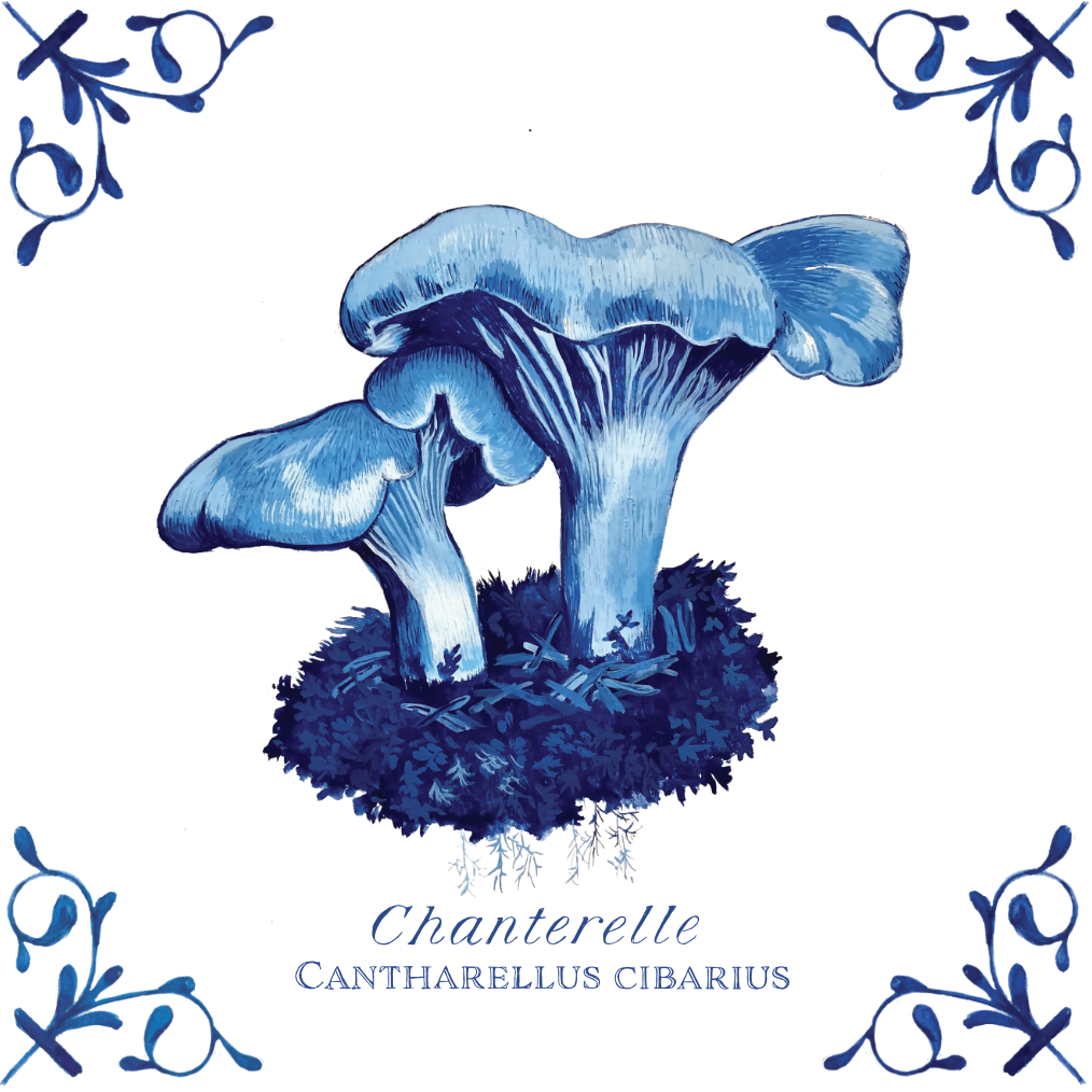 Chanterelle Mushroom 4X4 Tile with Scientific Name