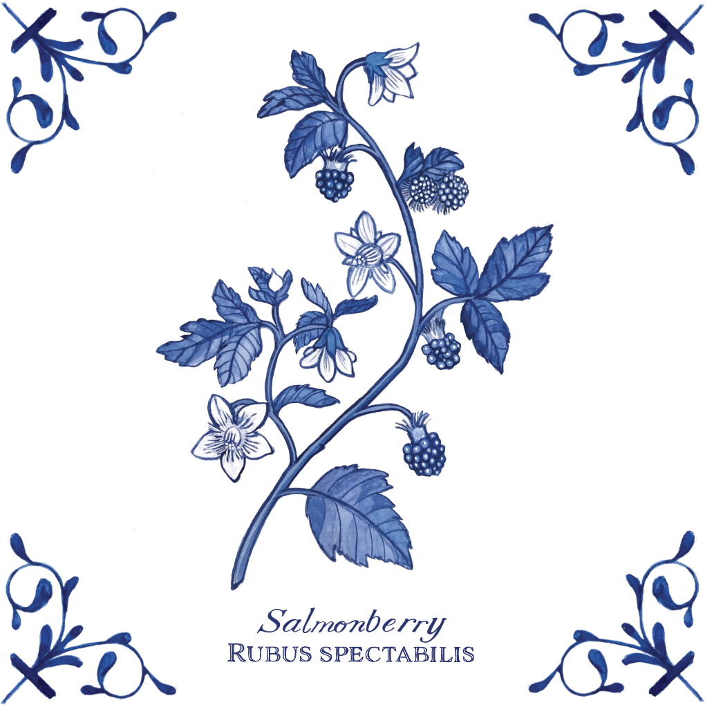 Salmonberry 4X4 Tile with Scientific Name