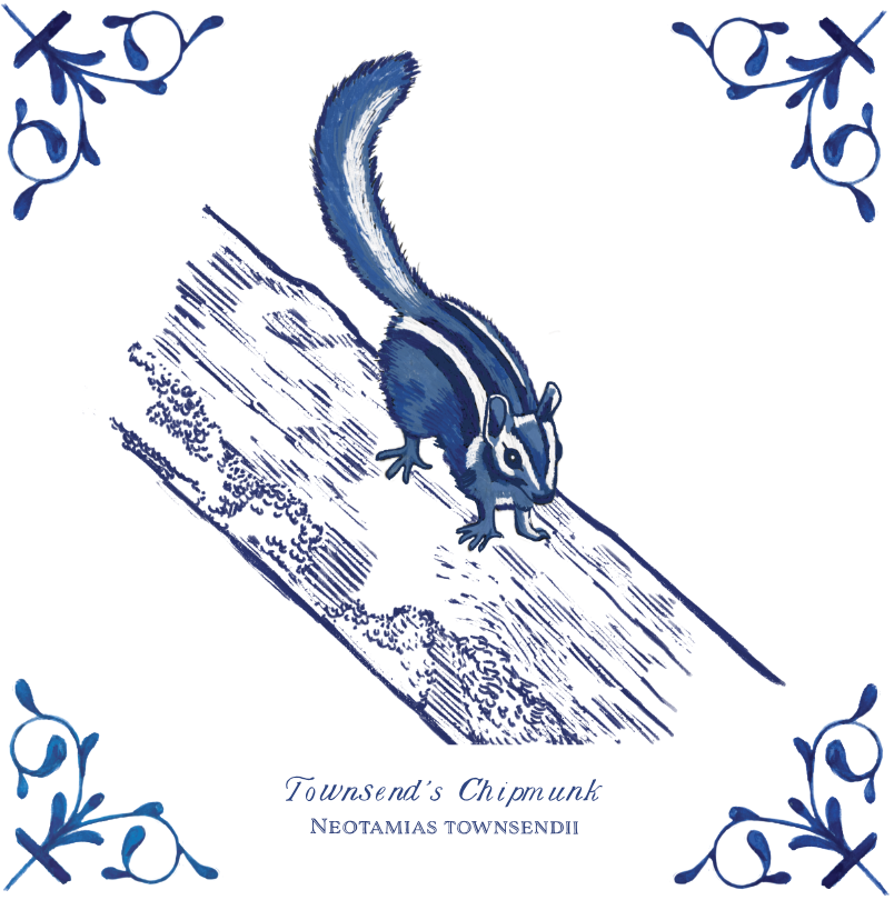 Townsend's Chipmunk 4X4 Tile with Scientific Name