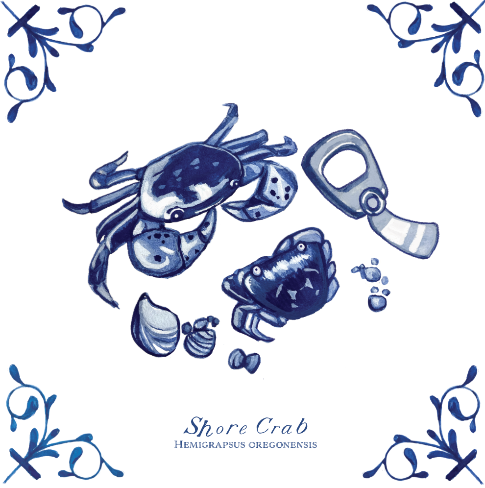 Shore Crab 4X4 Tile with Scientific Name