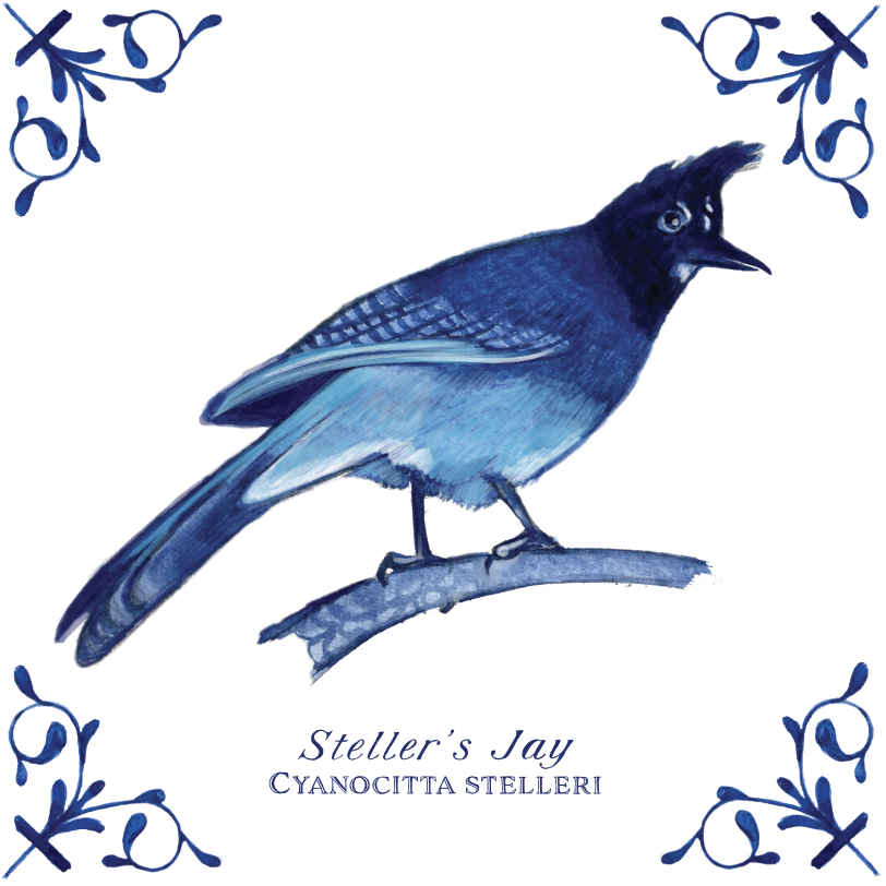 Steller's Jay 4X4 Tile with Scientific Name