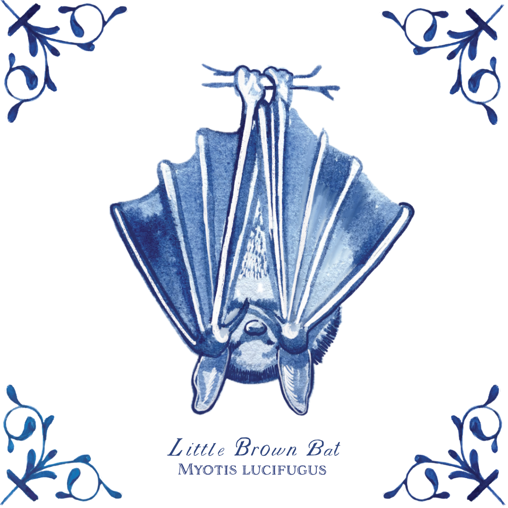 Little Brown Bat 4X4 Tile with Scientific Name