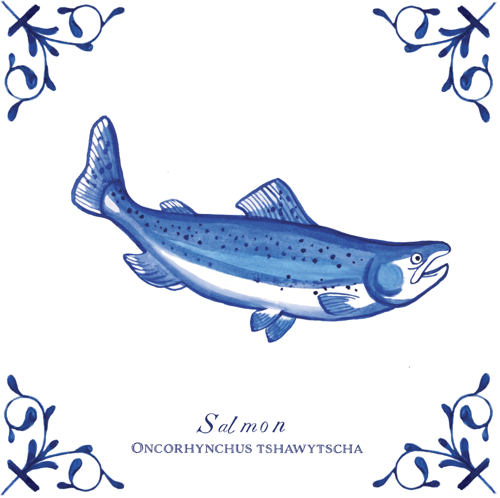 Salmon 4X4 tile with Scientific Name