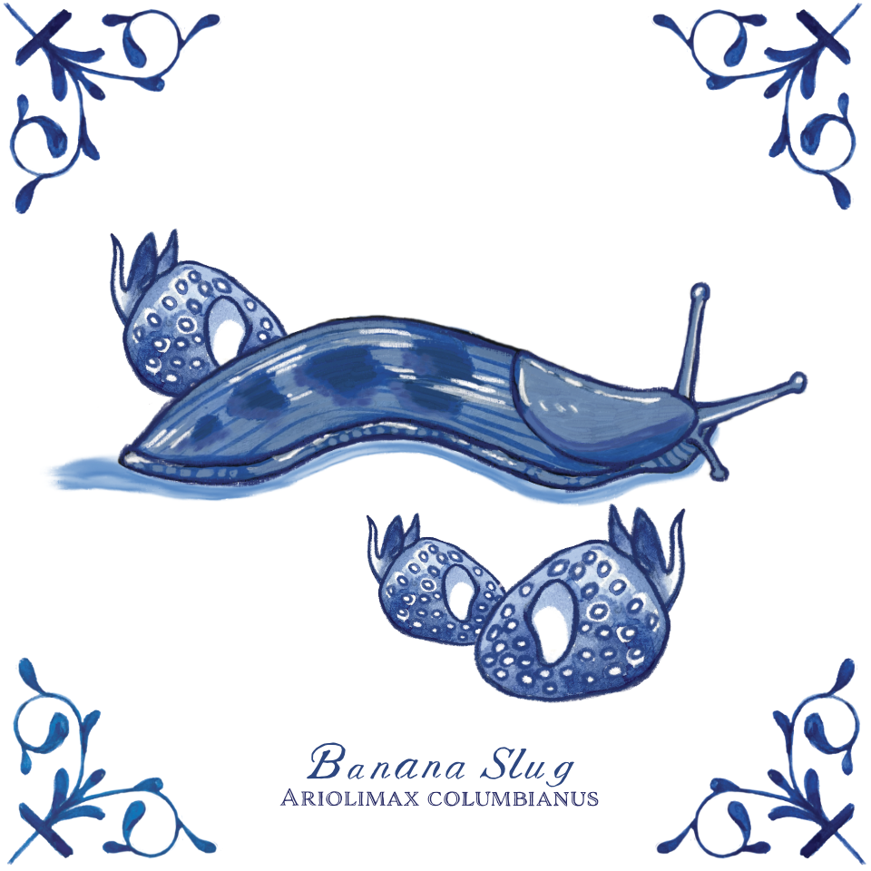 Banana Slug 4X4 Tile with Scientific Name