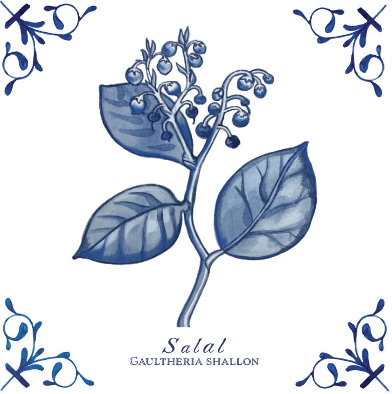Salal 4X4 Tile with Scientific Name