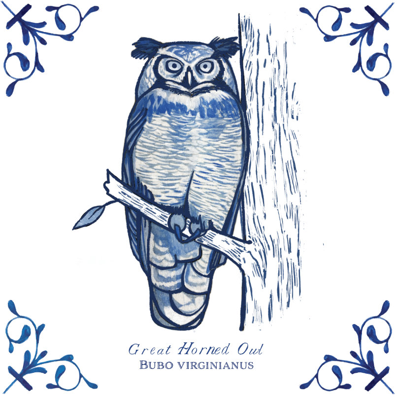 Great Horned Owl 4X4 Tile with Scientific Name
