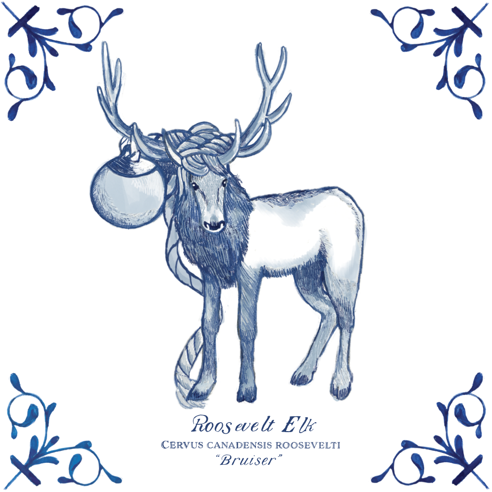 Roosevelt Elk "Bruiser" 4X4 Tile with Scientific Name