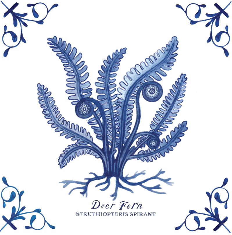 Deer Fern 4X4 Tile with Scientific Name