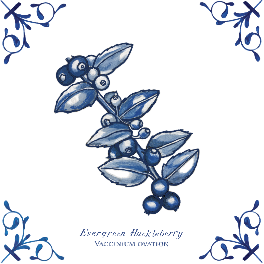 Evergreen Huckleberry 4X4 Tile with Scientific Name