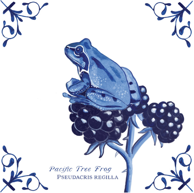 Pacific Tree Frog 4X4 Tile with Scientific Name