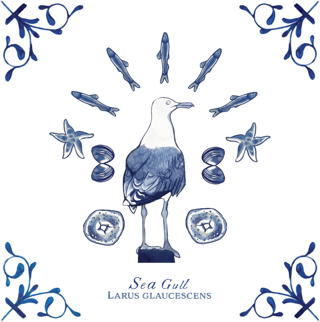 Sea Gull 4X4 Tile with Scientific Name