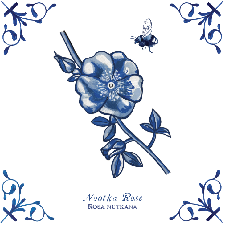 Nootka Rose 4X4 Tile with Scientific Name