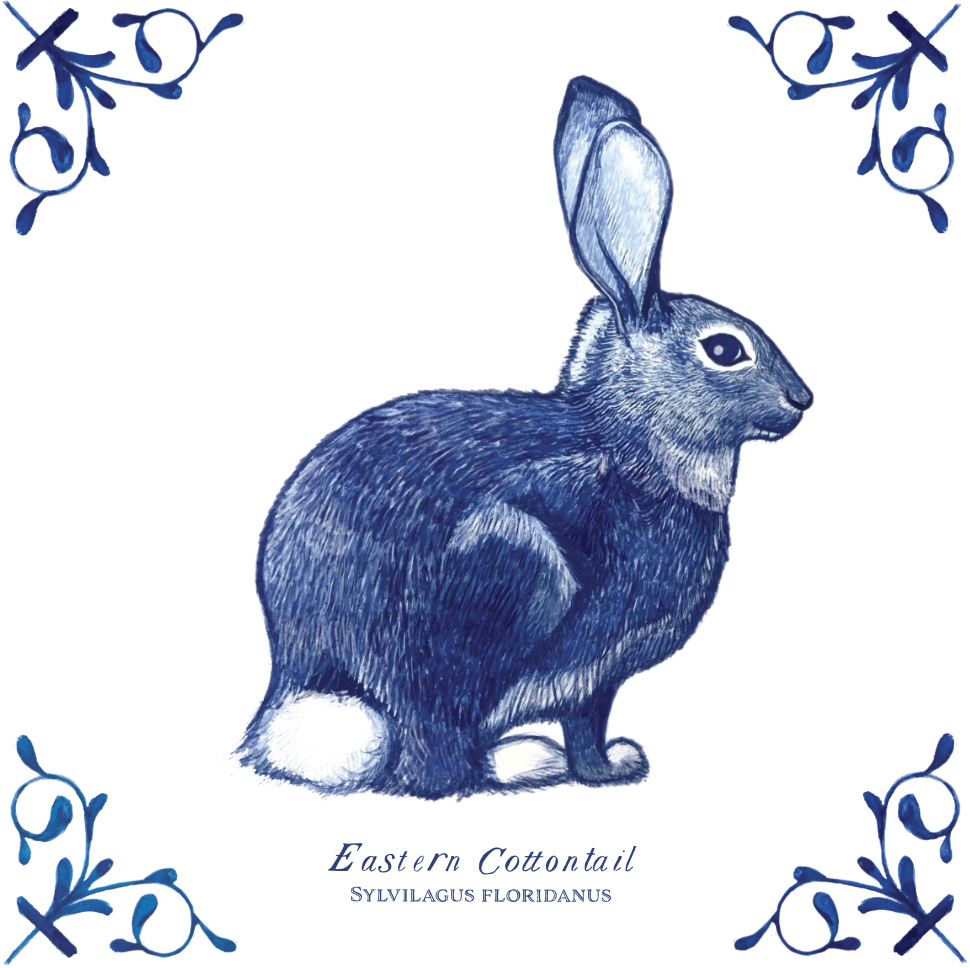 Eastern Cottontail 4X4 Tile with Scientific Name