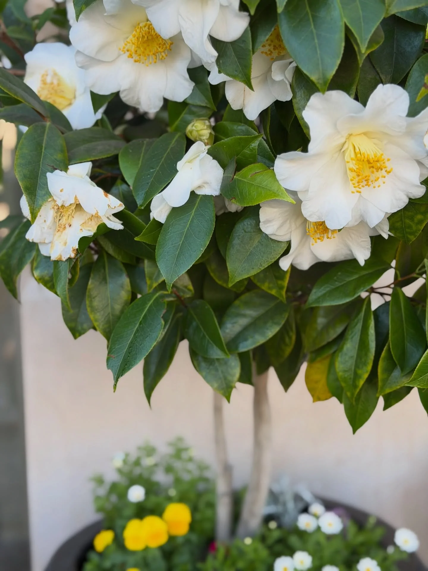 Gonna start sharing once a week a little bit of life outside of AWA. Enjoy some of my best and worst moments🤣 Fashion, pretty pics, pre egg retrieval, my besties and more. 
-
Working majority online, it's important to me to stay connected in ways th