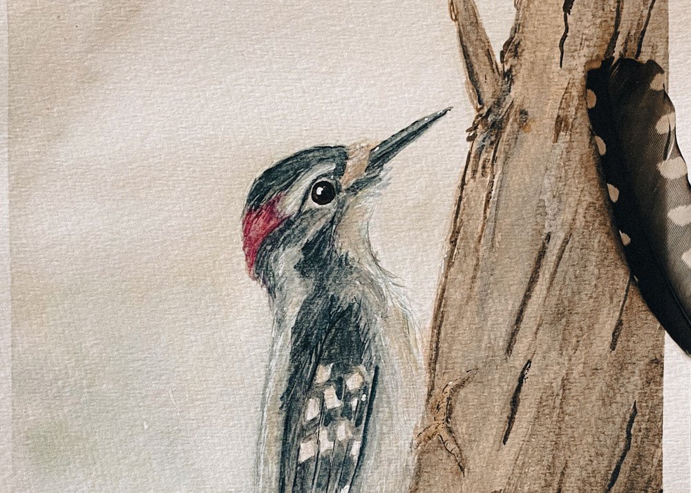 Headlands Birding Festival 2026