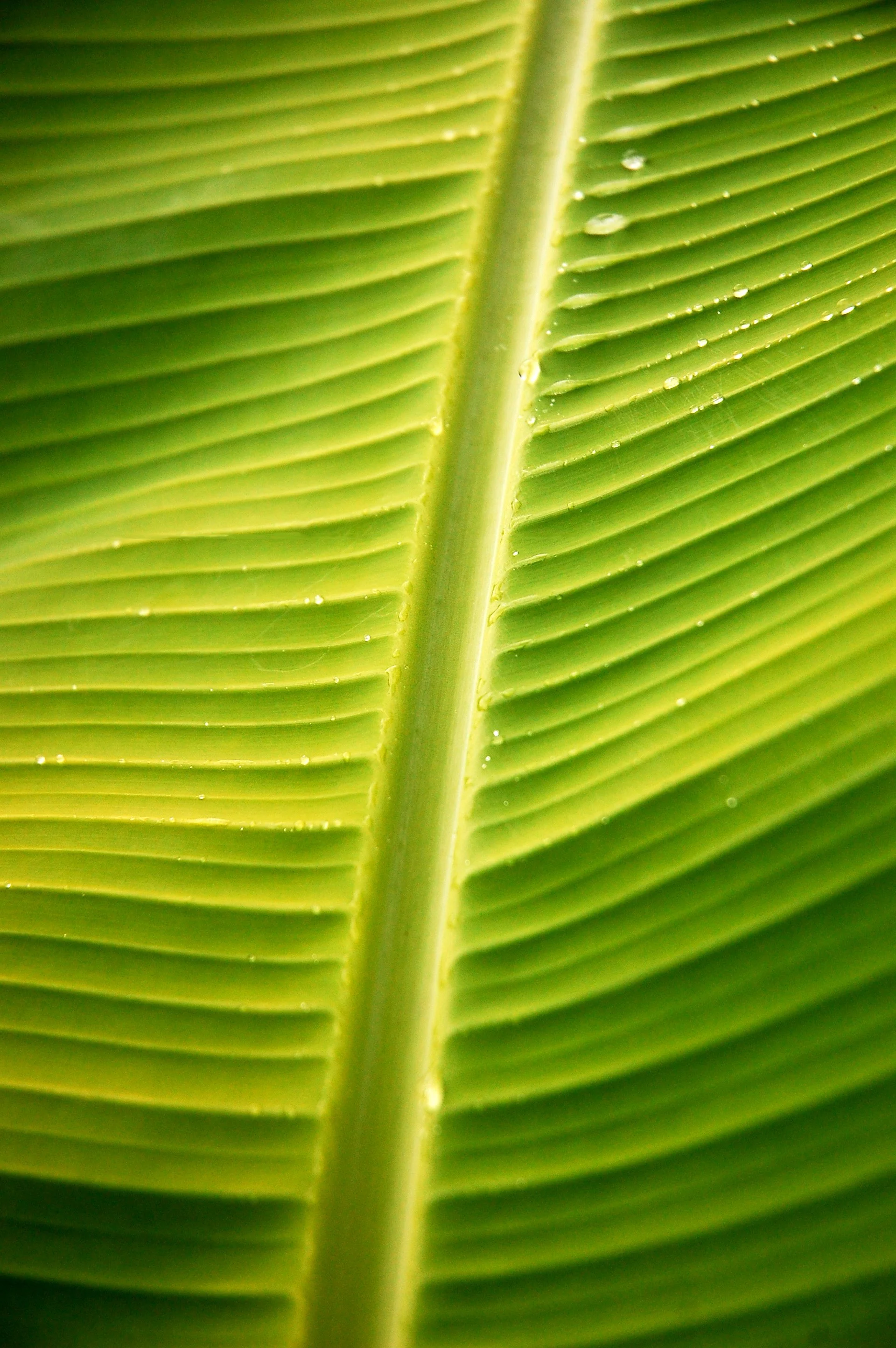 Banana Leaf.jpg
