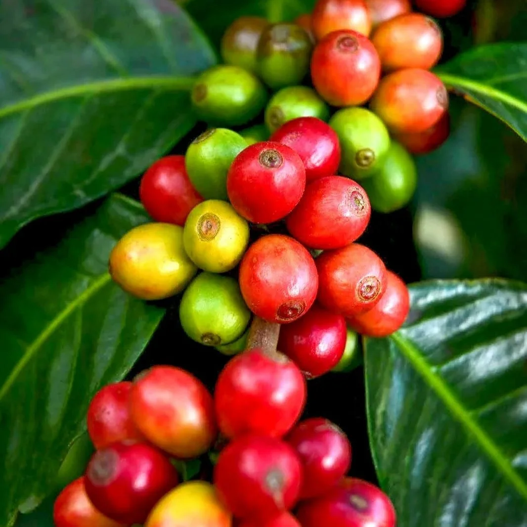 San Lazaro Coffee Honduras