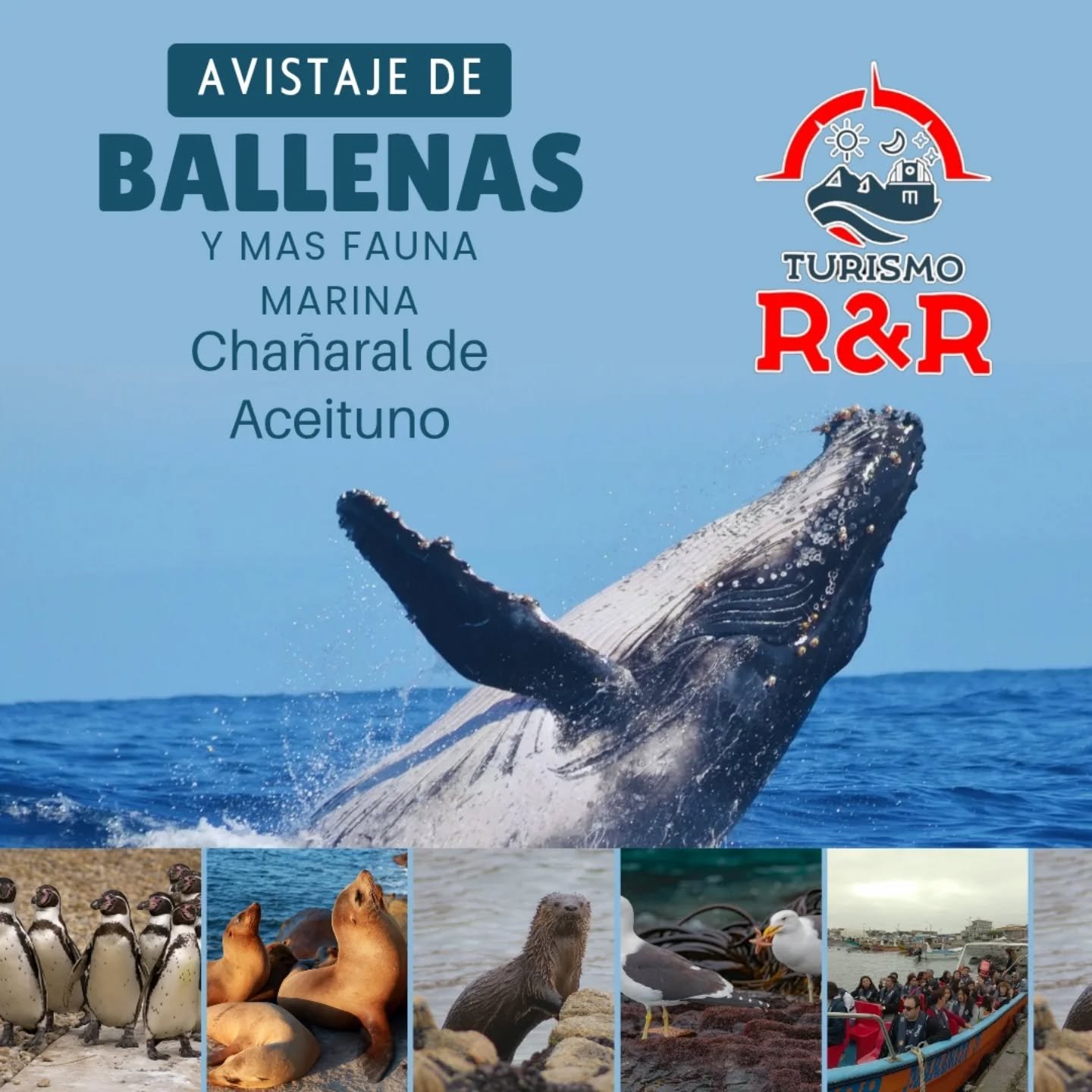 &iexcl;Aventura y emoci&oacute;n te esperan en Cha&ntilde;aral de Aceituno! 🐋✨ Vive un tour &uacute;nico para avistar majestuosas ballenas y marav&iacute;llate con la incre&iacute;ble fauna marina. 🌊🐬

Recorre el fascinante museo, disfruta de una 