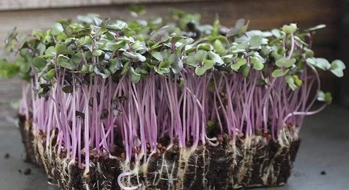 Organic Red Acre Cabbage Microgreens